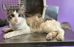 Shelter Stray Male Cat last seen Near N 600 W, SALT LAKE CITY, UT, 84116, 511 W 3900 S, Salt Lake City, UT 84123, USA