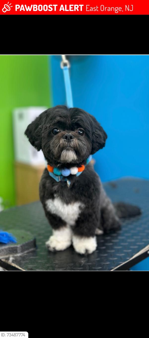 Lost Male Dog last seen Hollywood ave 9 ave, East Orange, NJ 07018