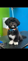 Lost Male Dog last seen Hollywood ave 9 ave, East Orange, NJ 07018