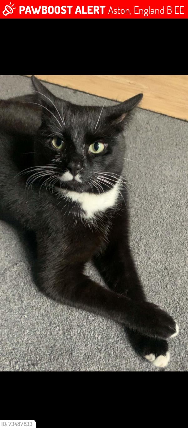 Lost Female Cat last seen Location, Aston, England B6 6DG