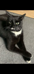 Lost Female Cat last seen Location, Aston, England B6 6DG