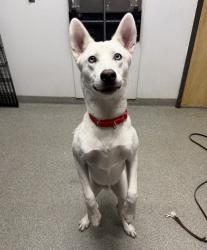 Shelter Stray Male Dog last seen Near Grand Avenue, San Marcos, CA, 92078, Escondido, CA 92027, USA