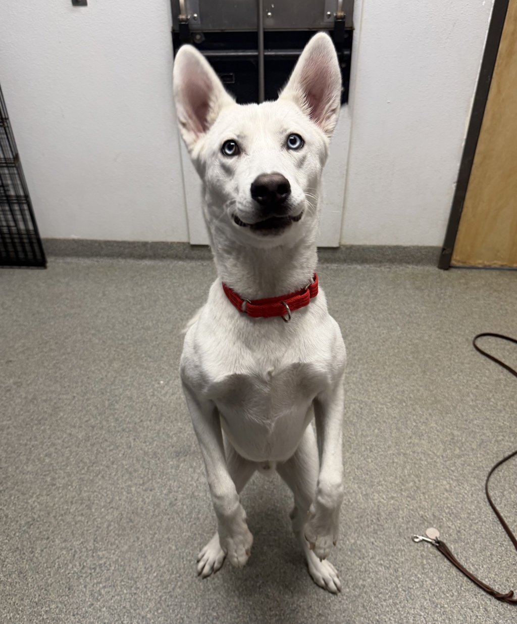 Shelter Stray Male Dog last seen Near Grand Avenue, San Marcos, CA, 92078, Escondido, CA 92027, USA
