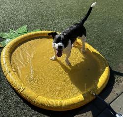 Shelter Stray Male Dog last seen Crows Nest Court, Oceanside, CA, 92057, Oceanside, CA 92058, USA