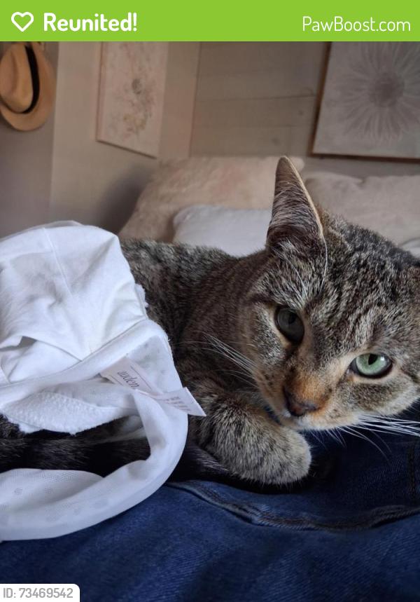 Reunited Female Cat last seen Near Feist Street, Pottstown, PA 19464