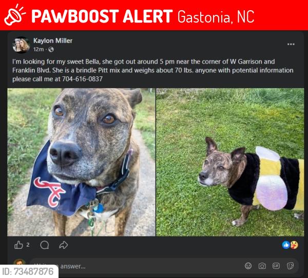 Lost Female Dog last seen adams ave, Gastonia, NC 28052