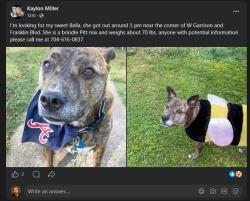 Lost Female Dog last seen adams ave, Gastonia, NC 28052