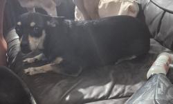 Found/Stray Female Dog last seen 65th ave Encanto, Phoenix, AZ 85035