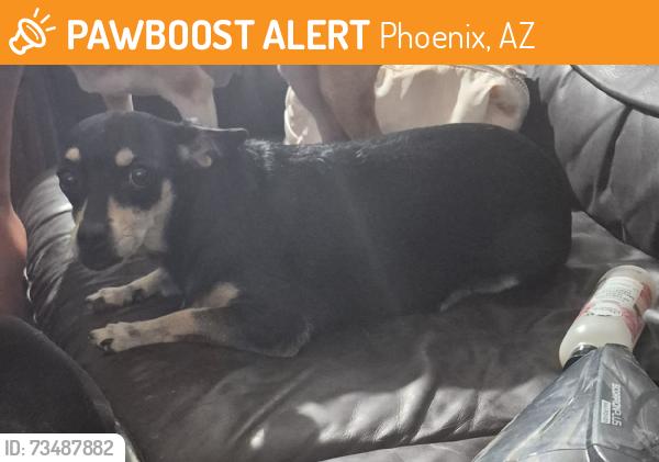 Found/Stray Female Dog last seen 65th ave Encanto, Phoenix, AZ 85035