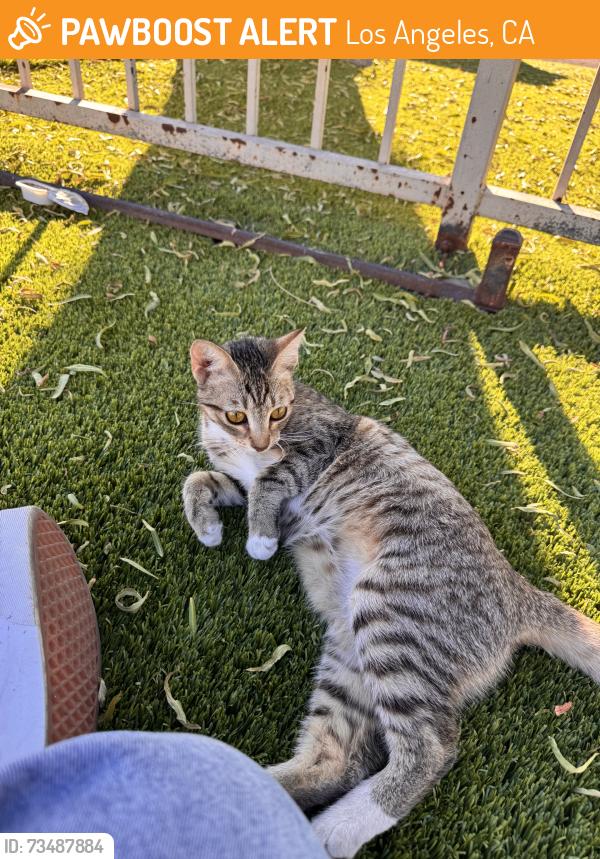 Found/Stray Unknown Cat last seen White oak and balcom, Los Angeles, CA 91335