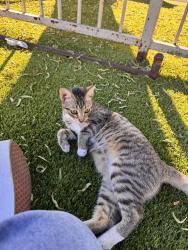 Found/Stray Unknown Cat last seen White oak and balcom, Los Angeles, CA 91335