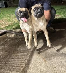 Found/Stray Male Dog last seen Kenswick/bishops gate ln, Harris County, TX 77338