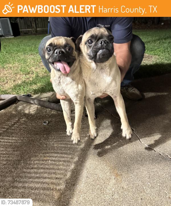 Found/Stray Male Dog last seen Kenswick/bishops gate ln, Harris County, TX 77338
