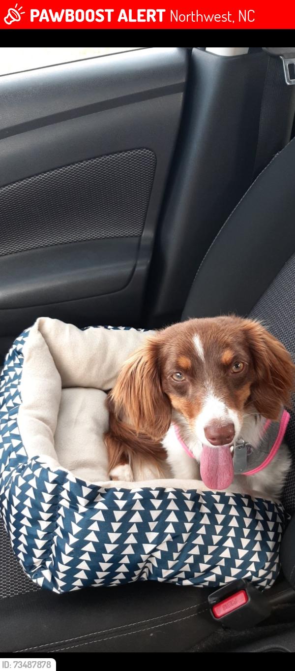 Lost Female Dog last seen Bluebanks, Northwest, NC 28436