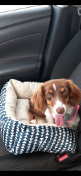 Lost Female Dog last seen Bluebanks, Northwest, NC 28436