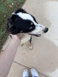 Found/Stray Male Dog last seen Gus McRae Ln, San Antonio, TX 78264