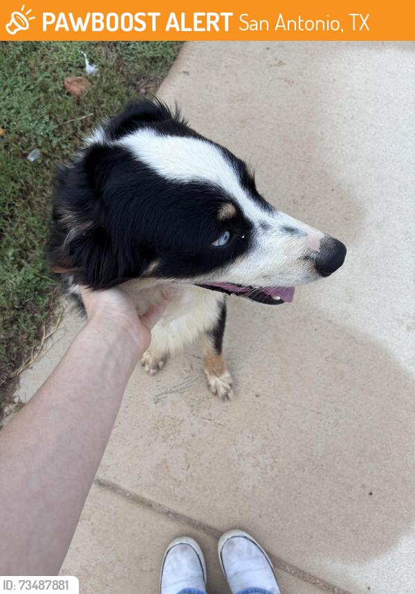 Found/Stray Male Dog last seen Gus McRae Ln, San Antonio, TX 78264