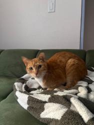Found/Stray Female Cat last seen Santikos Casa Blanca, San Antonio, TX 78253