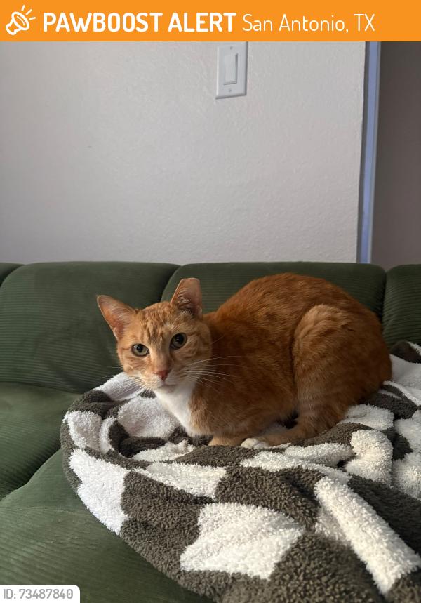 Found/Stray Female Cat last seen Santikos Casa Blanca, San Antonio, TX 78253