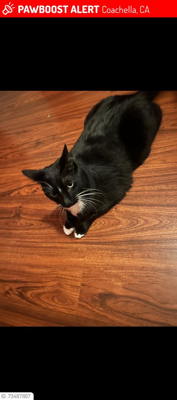 Lost Male Cat last seen Frederick st, Coachella, CA 92236