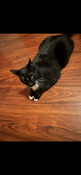 Lost Male Cat last seen Frederick st, Coachella, CA 92236