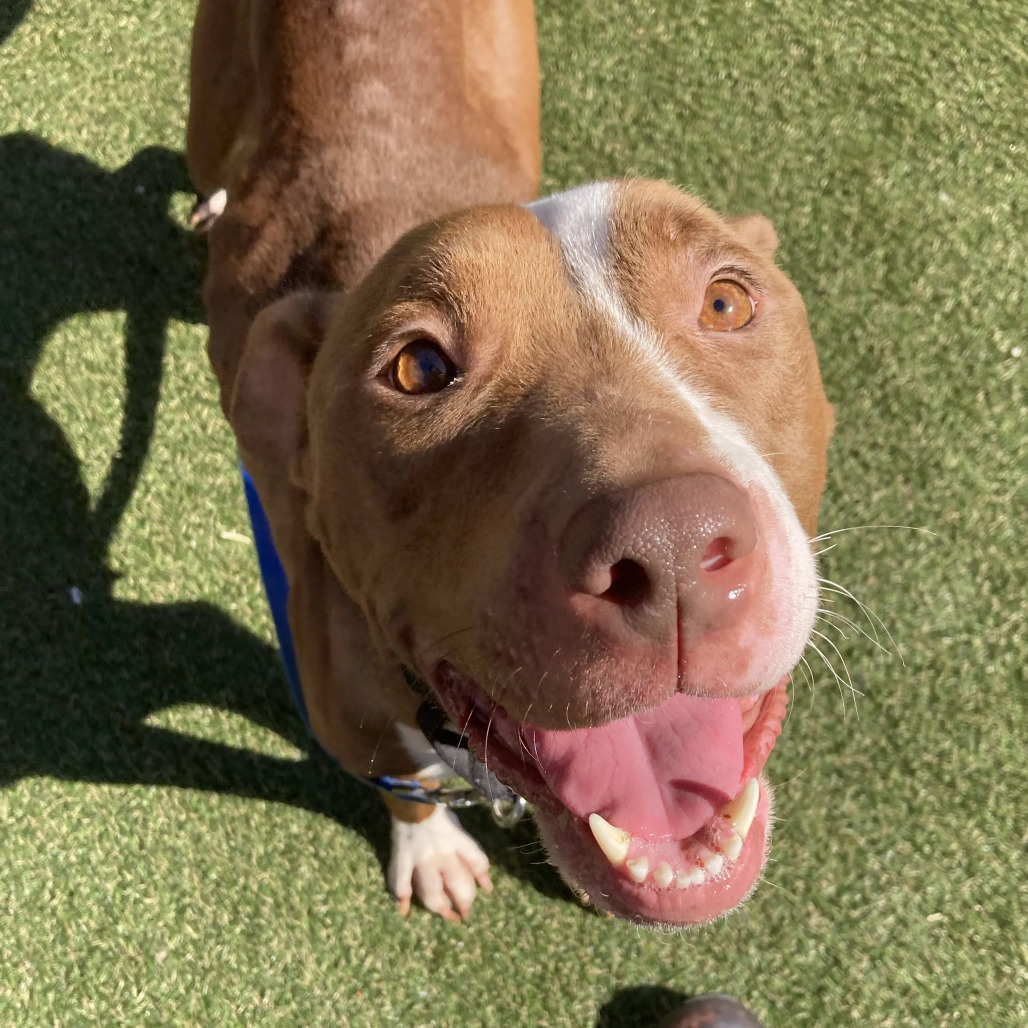 Shelter Stray Female Dog last seen , Animal Care & Control Team of Philly, 111 W Hunting Park Ave, Philadelphia, PA 19140, USA