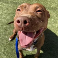 Shelter Stray Female Dog last seen , Animal Care & Control Team of Philly, 111 W Hunting Park Ave, Philadelphia, PA 19140, USA