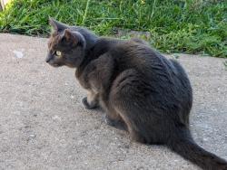 Lost Female Cat last seen I45, Willis, TX 77318