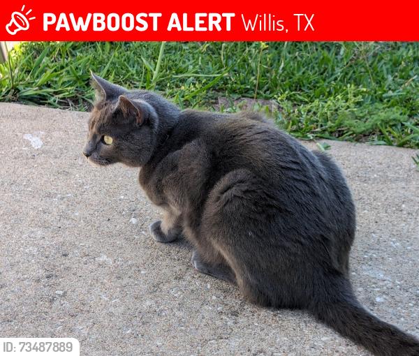 Lost Female Cat last seen I45, Willis, TX 77318