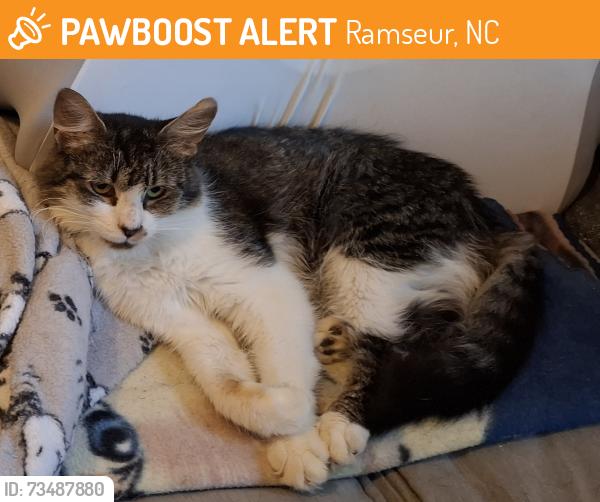 Found/Stray Female Cat last seen Highway 64, Ramseur, NC 27316