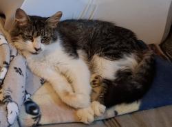 Found/Stray Female Cat last seen Highway 64, Ramseur, NC 27316