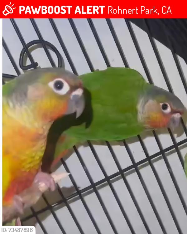 Lost Female Bird last seen Commerce Blvd, Rohnert Park, CA 94928