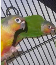 Lost Female Bird last seen Commerce Blvd, Rohnert Park, CA 94928