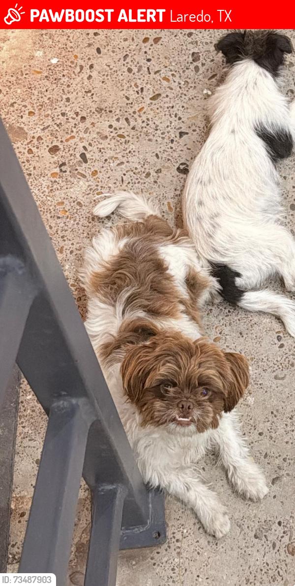 Lost Male Dog last seen Me lo robaron fuera de mi casa. Es en el sur en la calle Cascade., Laredo, TX 78046
