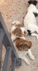 Lost Male Dog last seen Me lo robaron fuera de mi casa. Es en el sur en la calle Cascade., Laredo, TX 78046