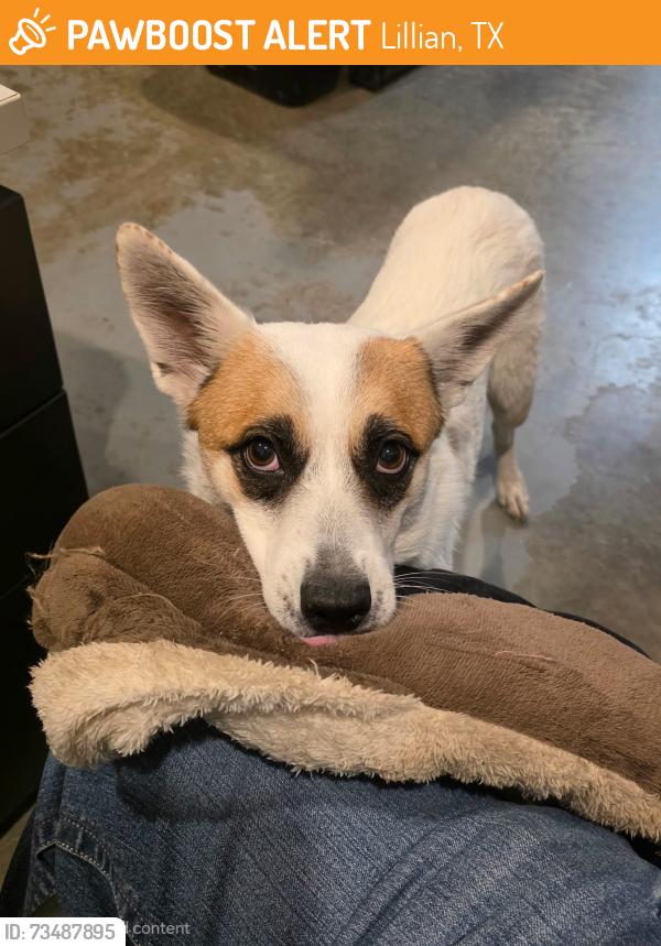 Found/Stray Female Dog last seen Dollar General on 917, Lillian, TX 76028
