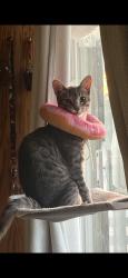 Lost Male Cat last seen Escalon Dr, Fontana, CA 92336