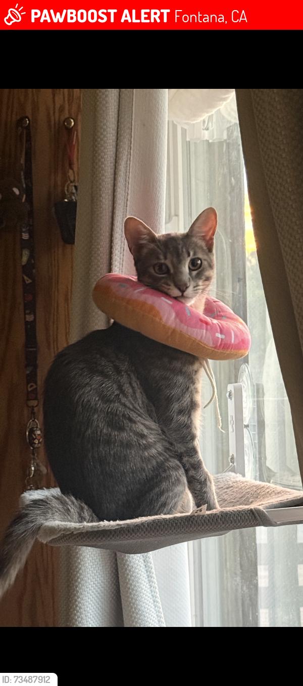 Lost Male Cat last seen Escalon Dr, Fontana, CA 92336
