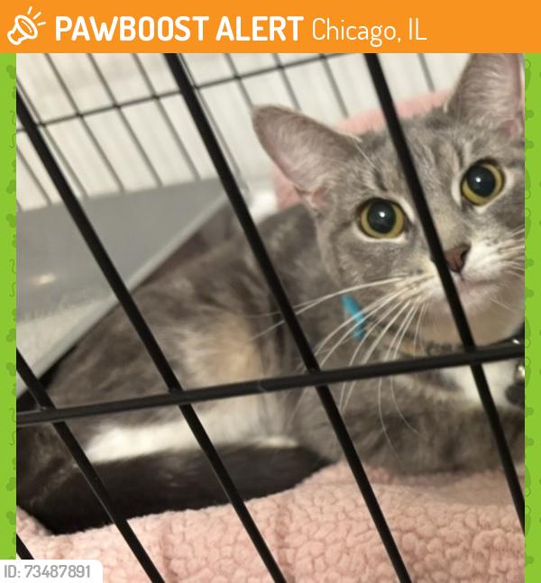 Found/Stray Female Cat last seen Damen and Norwood, Chicago, IL 60659