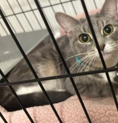 Found/Stray Female Cat last seen Damen and Norwood, Chicago, IL 60659