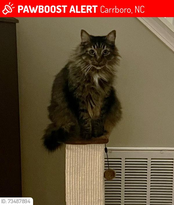 Lost Male Cat last seen S. Greensboro, in area behind 5th Season Gardening Center, Porch, Glass Half Full and Wendy's, Carrboro, NC 27510