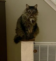 Lost Male Cat last seen S. Greensboro, in area behind 5th Season Gardening Center, Porch, Glass Half Full and Wendy's, Carrboro, NC 27510