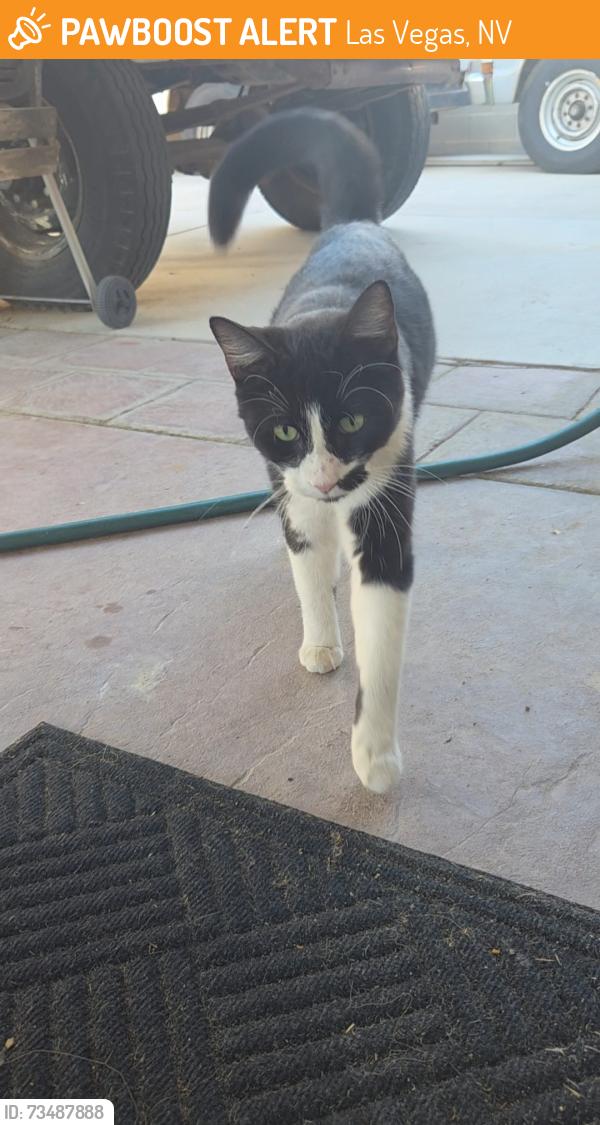Found/Stray Unknown Cat last seen Greenery Ct 89130 Las Vegas NV, Las Vegas, NV 89130