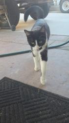 Found/Stray Unknown Cat last seen Greenery Ct 89130 Las Vegas NV, Las Vegas, NV 89130