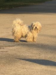 Reunited Male Dog last seen W Jones st., Krum, TX 76249