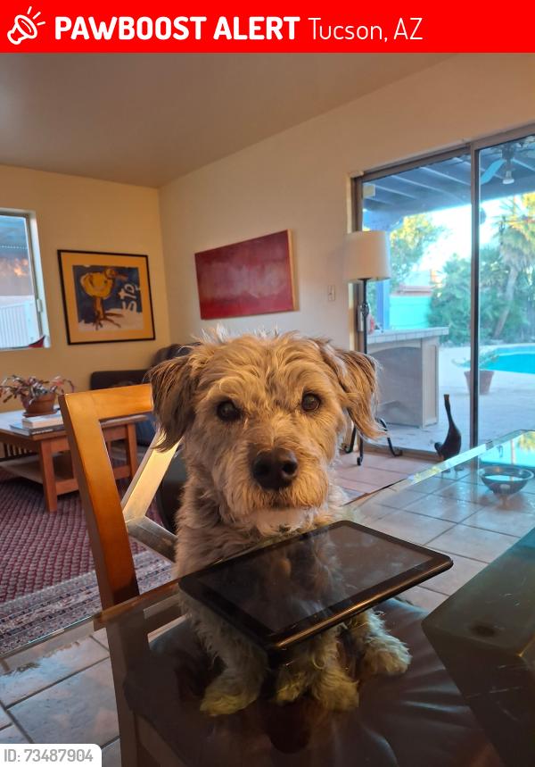 Lost Male Dog last seen Speedway and Campbell, Tucson, AZ 85719