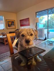 Lost Male Dog last seen Speedway and Campbell, Tucson, AZ 85719