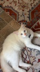 Reunited Male Cat last seen Near kennedy lane, Fredericksburg, VA 22407
