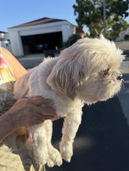 Found/Stray Male Dog last seen Sandburg way & bayberry way, Irvine, CA 92612