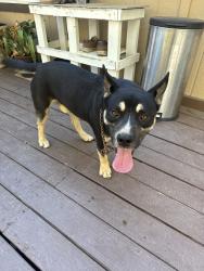 Found/Stray Male Dog last seen Near cortrite ave, Hemet, CA 92545